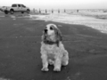 Dog on a Beach with Truck FREE Stock Photo, dog,  beach,  truck picture