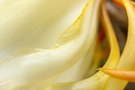 Close-up of pale yellow flower petals FREE Stock Photo, pale yellow,  flower petals,  macro photography picture
