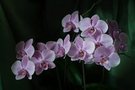 Cluster of Pink Orchids on Dark Green Background FREE Stock Photo, orchids, pink flowers, dark green background picture