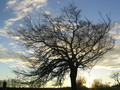 Bare branches of a tree against a vibrant sunset sky KOSTENLOSES Stock-Photo-Bild, baum, sonnenuntergang, himmel
