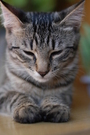 Gray Tabby Cat Relaxing FREE Stock Photo, gray tabby cat,  cat,  pet picture