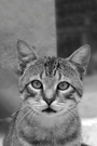 Porträt einer Tabbykatze in Monochrom KOSTENLOSES Stock-Photo-Bild, tabbykatze,  katze,  haustier