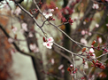 Cherry Blossom in Spring FREE Stock Photo, cherry, blossom, flower picture