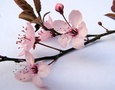 Close-up of Pink Cherry Blossom Branch FREE Stock Photo, cherry, blossom, pink picture