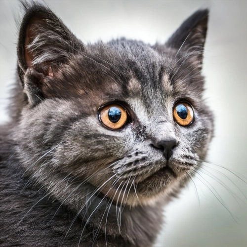 Neugierige graue Katze KOSTENLOSES Stock-Photo-Bild, Katze,  Tier,  Haustier