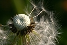Macro view of a spherical dandelion seed head with fine filaments FREE Stock Photo, dandelion, seed, macro picture