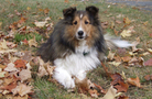 Fluffy Dog, der auf Herbstlaub ruht KOSTENLOSES Stock-Photo-Bild, hund, pflanzen, herbst