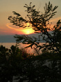 S silhouette Branch at Sunset KOSTENLOSES Stock-Photo-Bild, sonneuntergang, himmel, wasser