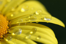 Close-up of yellow daisy petal with water droplets FREE Stock Photo, yellow daisy,  flower petal,  water droplets picture