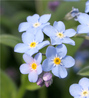 Cluster of Blue Flowers with Yellow Centers FREE Stock Photo, blue flowers,  delicate petals,  yellow centers picture
