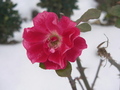 Pink rose blooming against white background KOSTENLOSES Stock-Photo-Bild, rosa,  blume,  pink