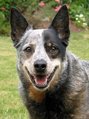 Lächelnder Australian Cattle Dog im Garten KOSTENLOSES Stock-Photo-Bild, hund,  australian cattle dog,  glücklich