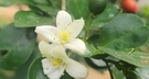 Close-up of white citrus flowers with green leaves FREE Stock Photo, citrus,  flowers,  close-up picture