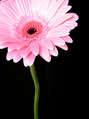 Pink Gerbera Daisy on Black Background FREE Stock Photo, flower,  gerbera,  daisy picture