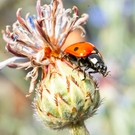 Ladybug on a Budding Flower FREE Stock Photo, ladybug,  flower,  nature picture