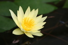 Yellow water lily with delicate petals over dark water FREE Stock Photo, yellow, water lily, bloom picture