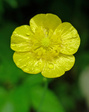 Raindrops on a yellow meadow buttercup flower FREE Stock Photo, flower, yellow, nature picture