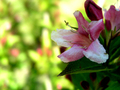 Intricate pink flower petals against green background KOSTENLOSES Stock-Photo-Bild, rosa blume,  nahaufnahme,  blütenblätter
