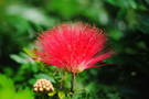 Vibrant pink flower with green background FREE Stock Photo, pink, flower, petals picture