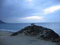 Dog on a rock at the beach FREE Stock Photo, dog,  beach,  nature picture