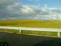 Vast yellow flower field under cloudy sky KOSTENLOSES Stock-Photo-Bild, gelbe blume,  feld,  bewölkter himmel