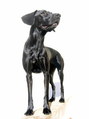 Black Dog Standing on a Wall FREE Stock Photo, black dog,  pet,  photography picture
