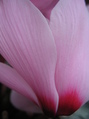 Gradient pink flower petal design KOSTENLOSES Stock-Photo-Bild, blume, pink, blütenblatt