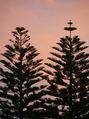Silhouette of Coniferous Trees at Sunset FREE Stock Photo, nature,  tranquility,  silhouette picture