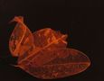 Translucent orange leaves against dark background KOSTENLOSES Stock-Photo-Bild, orange blätter,  natur,  ruhigkeit