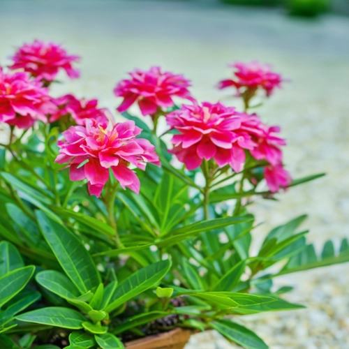 Vibrant Pink Flowers FREE Stock Photo, flowers,  pink,  vibrant picture