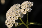 Cluster of yarrow flowers on dark background FREE Stock Photo, yarrow, flowers, flower picture