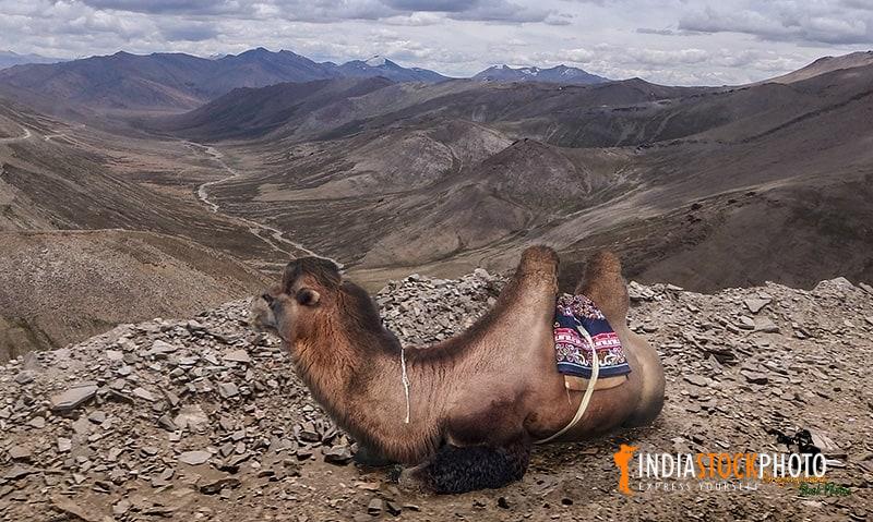 Double humped bactrian camel at Nubra valley