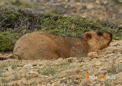 Endangered-Marmot-at-Nubra-valley-Ladakh
