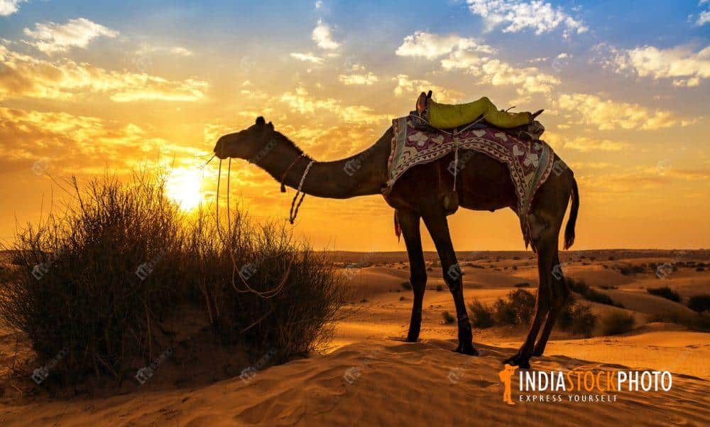 Camel at the Thar desert Jaisalmer Rajasthan at sunset