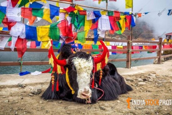 Himalayan yak near Changhu lake also known as Tsongmo Lake in East Sikkim