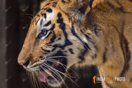 Royal Bengal tiger close up side view