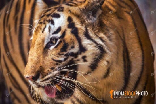 Bengal Tiger close up view at Indian wildlife reserve