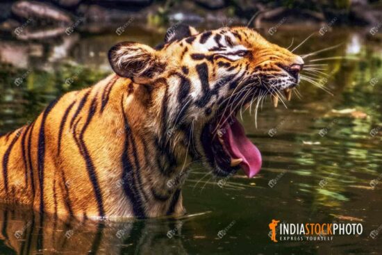Royal Bengal tiger with open jaws in forest swamp water