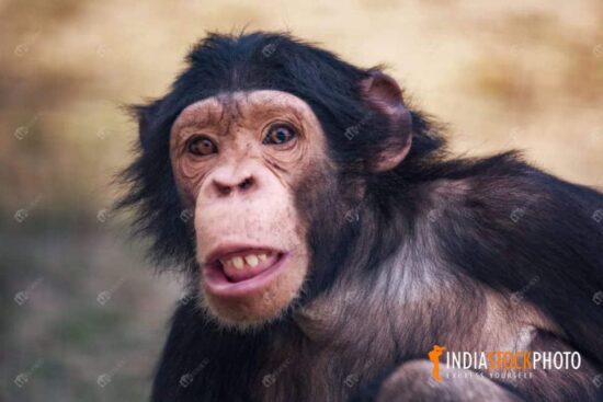 Chimpanzee face in close up view at an Indian zoo