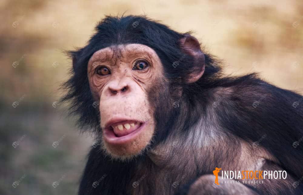 Chimpanzee face in close up view at an Indian zoo