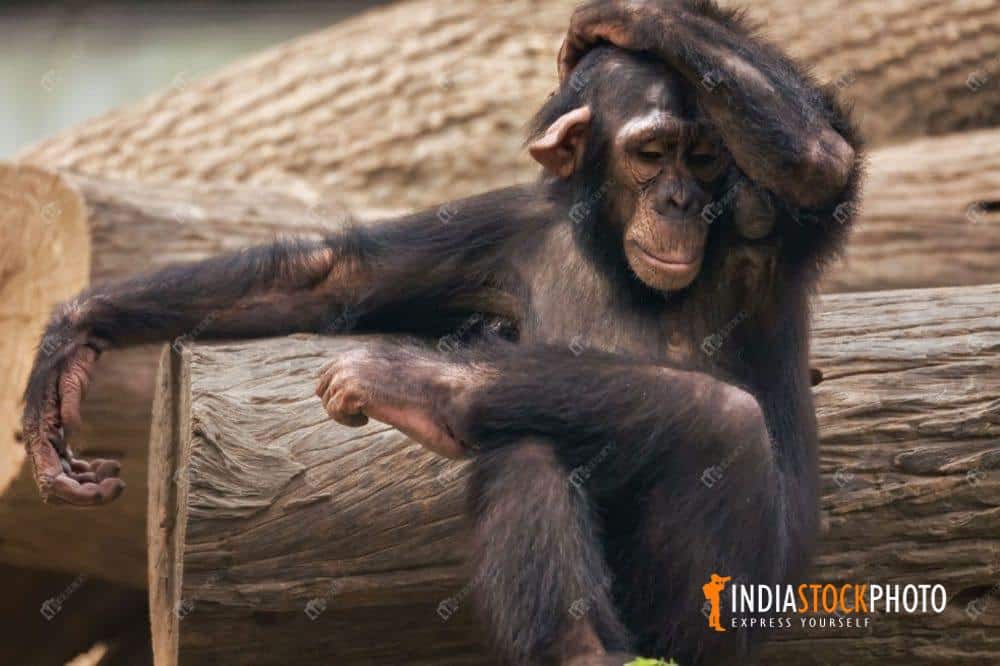 Chimpanzee makes a disappointment expression at an Indian zoo