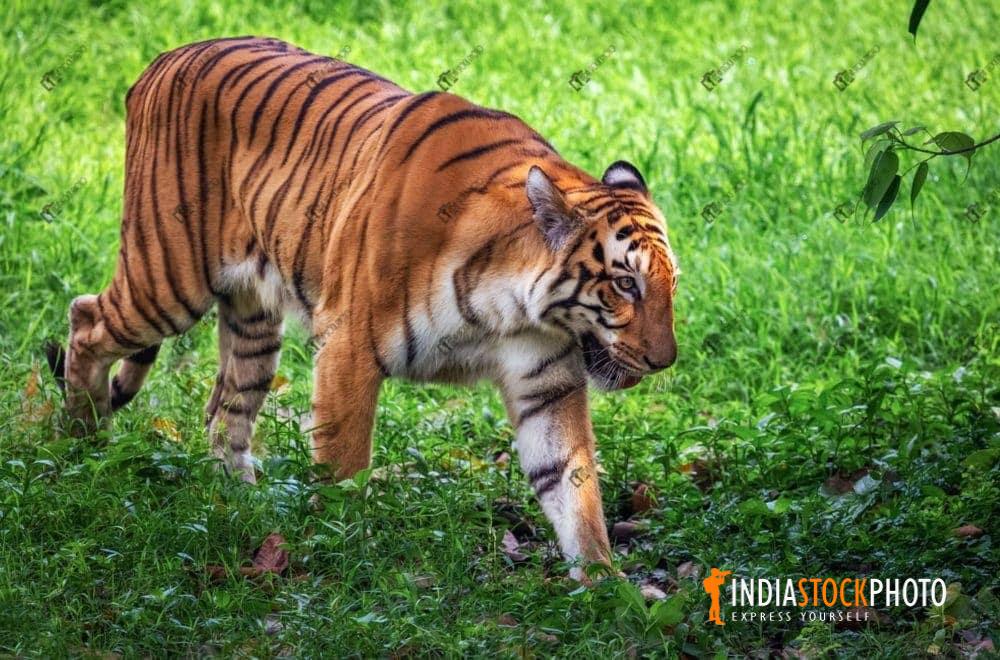 Endangered Bengal tiger at Ranthambore National park