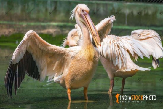 Great white pelican bird at an Indian wildlife reserve