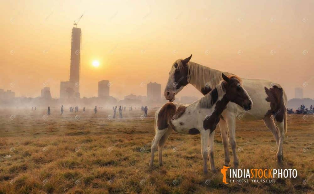 Horses graze at Kolkata Maidan area on foggy winter morning