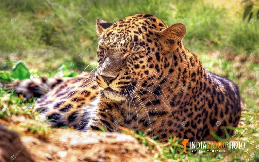 Indian leopard takes a nap at the wildlife sanctuary reserve