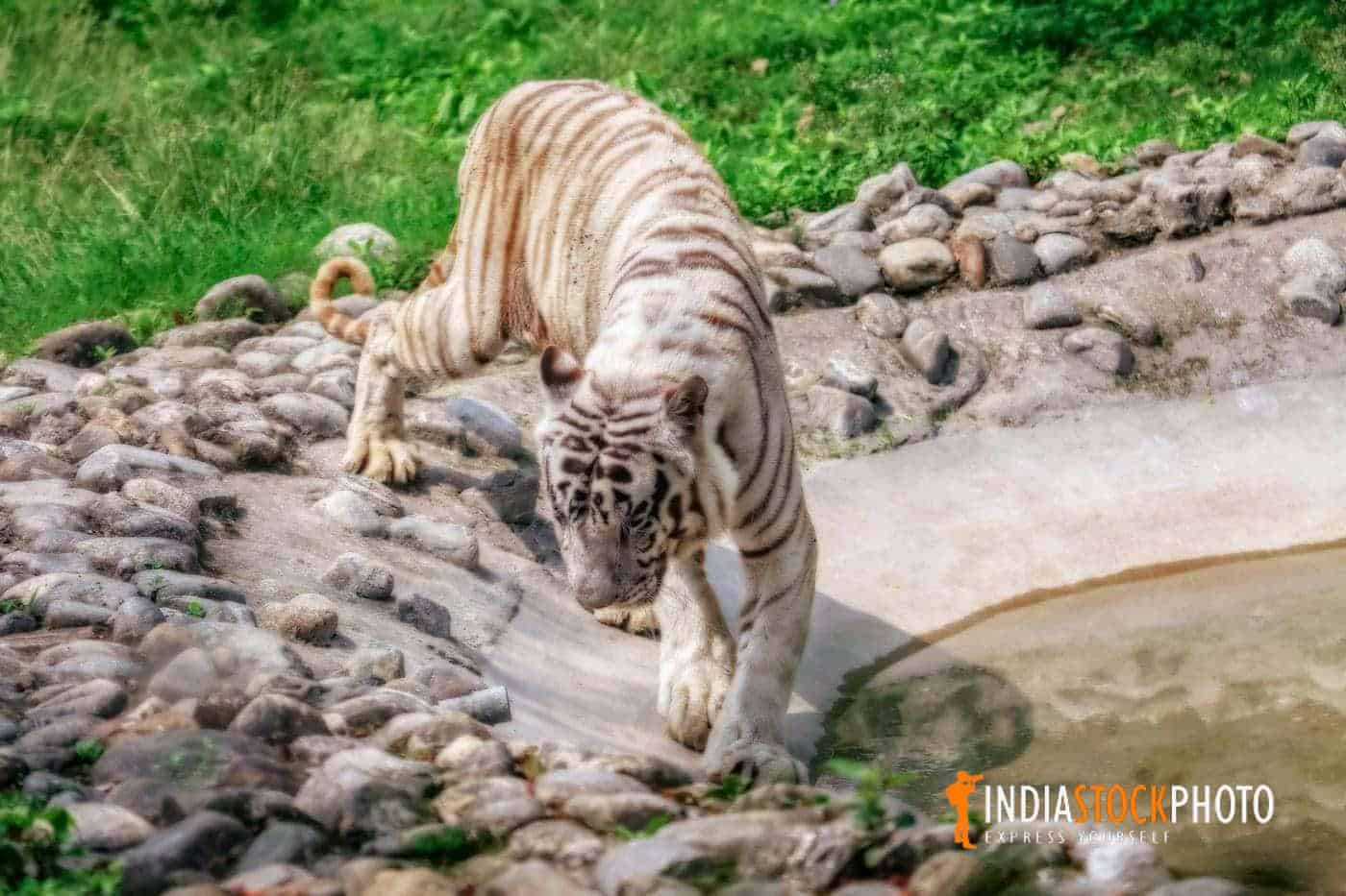 White Bengal tiger at the waterfront at a wildlife tiger reserve