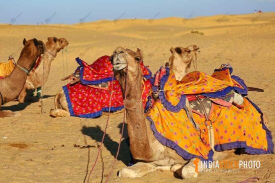Camels at Thar desert Jaisalmer Rajasthan
