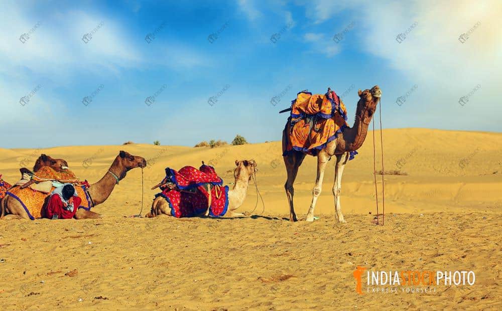 Camels at Jaisalmer used for desert safari