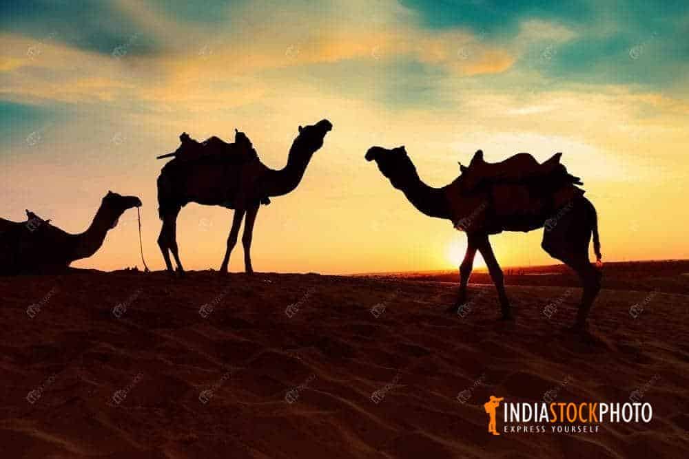 Camels silhouette at Thar desert Jaisalmer at sunset