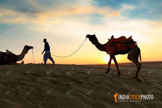 Camels at thar desert jaisalmer rajasthan india